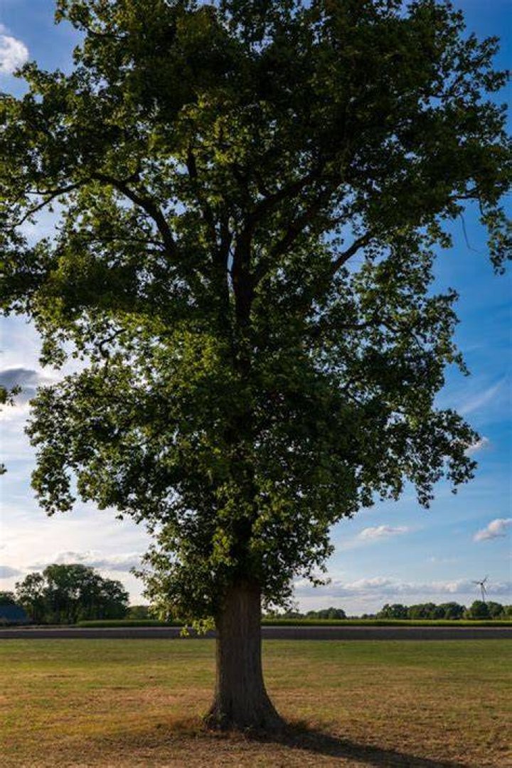 How tall is an oak tree in meters