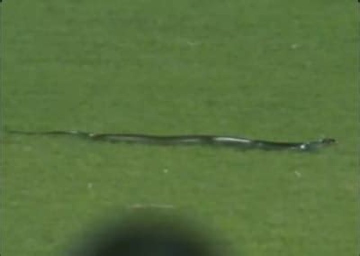 
IND v SA: Snake on field, floodlight failure cause stoppages in second T20I at Guwahati 