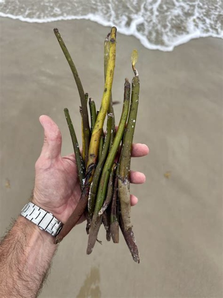 Is it illegal to take mangrove seeds