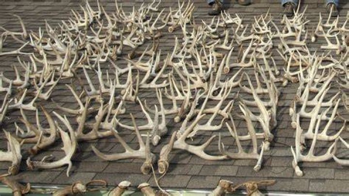
Man Discovers Human Skeleton While Collecting Deer Antlers in Kansas 