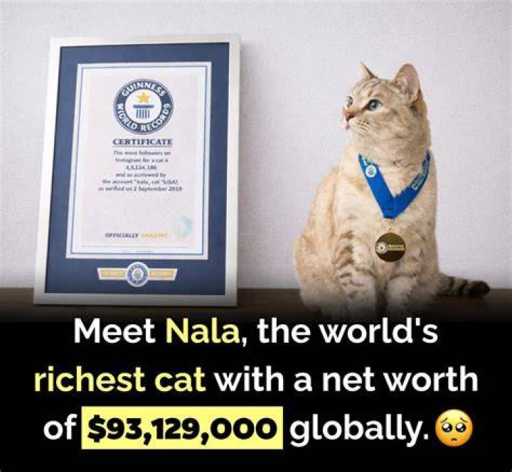 
Nala Cat Has a Net Worth of $100 Million, Making It the World’s Richest Cat 